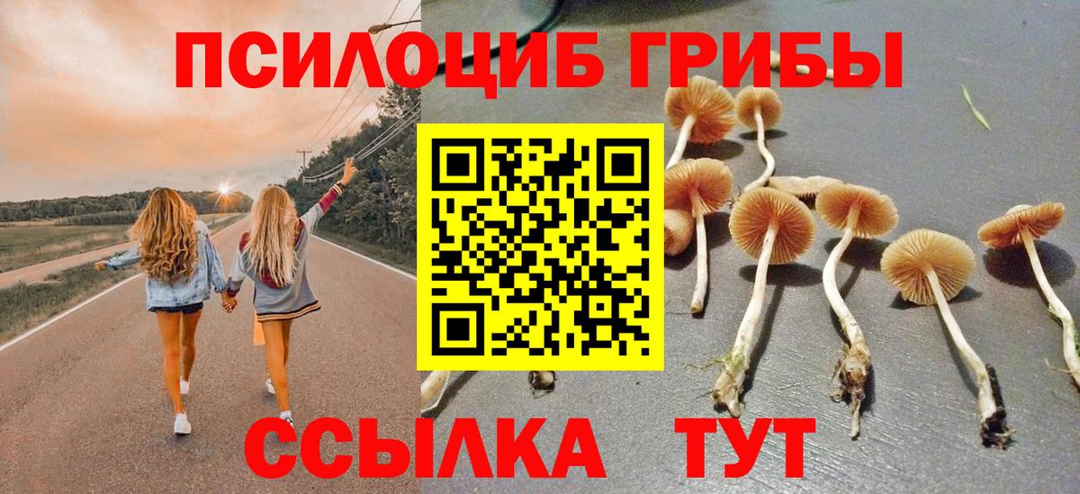 Псилоцибиновые грибы Psilocybe Каспийск